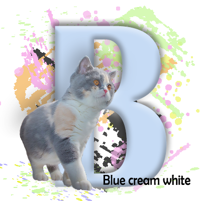 blue cream weiss katze